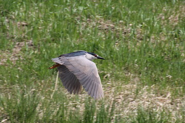 heron in flight, Pylypow Wetlands, Edmonton, Alberta