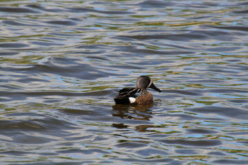 duck in the water, Pylypow Wetlands, Edmonton, Alberta