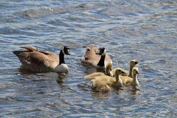 country goose family