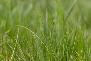 Long fresh green grass texture background view of grass garden Ideal concept used for making green flooring, lawn for training football pitch, Grass Golf Courses green lawn pattern textured background
