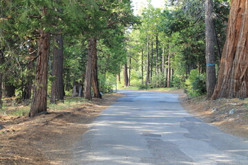 road in the forest
