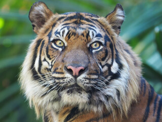 Obraz na płótnie Canvas Portrait of a tiger