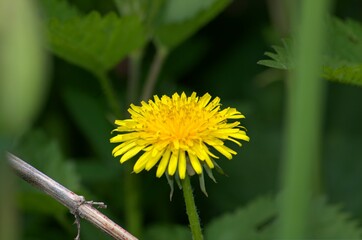 beautiful yellow dandelion on a green background close-up.