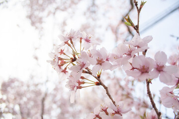 長野の桜５