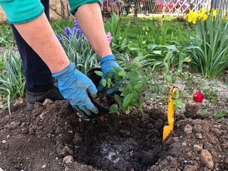 Planting beautiful roses in the soil. Woman's hands close up. The concept of nature conservation, agriculture and floristry