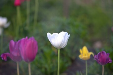 Obraz premium three tulips red yellow white close-up.