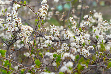 Apple tree flowers on a spring day
