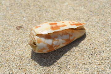 Seashells of South China sea of Vietnam