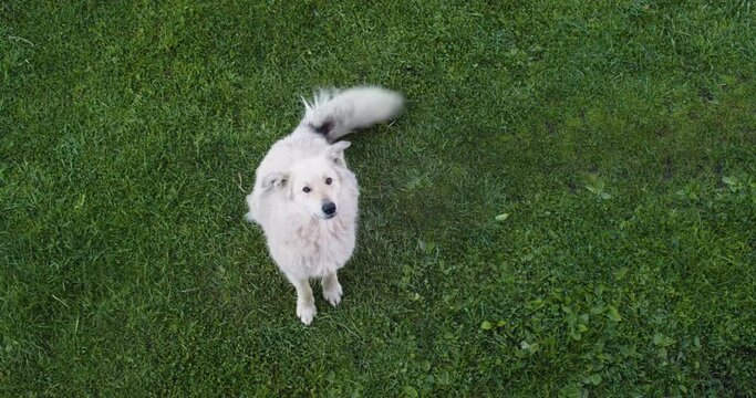 Friendly dog looking up and wagging his tail top down shot. Big white dog sitting on green lawn and waiting for food. Happy animal admiring the sky in meadow and playing with his owner
