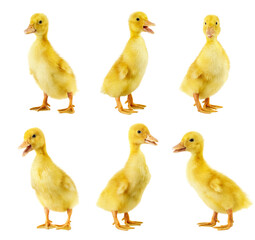 yellow fluffy ducklings isolated on white background