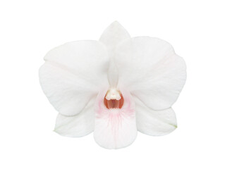 white orchid flowers on a white background