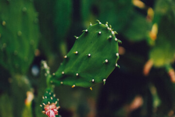 large beautiful cactus close up