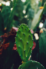 large beautiful cactus close up