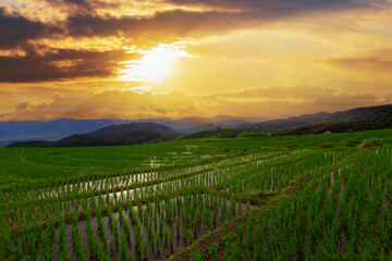 Rice field and sunset in Chiang mai, Thailand