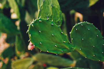 large beautiful cactus close up