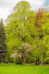 Wiosenne zakwity kwiatów © rozentuzjazmowany