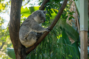 koala (Phascolarctos cinereus)