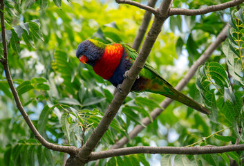 Rainbow Lorikeet (Trichoglossus moluccanus)