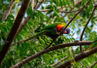 Rainbow Lorikeet (Trichoglossus moluccanus)