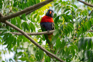 Rainbow Lorikeet (Trichoglossus moluccanus)