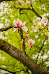 Zbliżenie na różowe kwiaty magnoli © rozentuzjazmowany