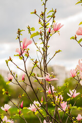 Zbliżenie na różowe kwiaty magnoli - obrazy, fototapety, plakaty