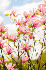 Zbliżenie na różowe kwiaty magnoli © rozentuzjazmowany