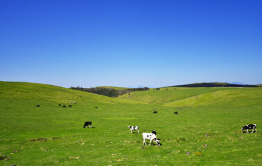 Fototapeta na wymiar すっきり晴れた美ヶ原高原と牧草を食べる牛