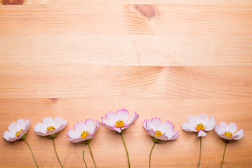 木のテーブルの上の並んだコスモスの花