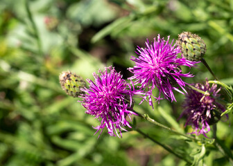Saw-wort wild plant in blooming, Serratula, close up, selected focus.