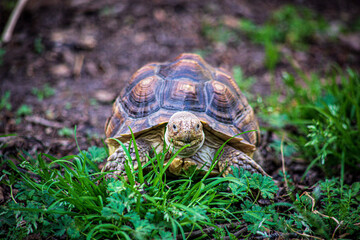 Tortoise eating grass