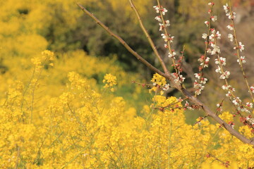 満開の菜の花畑と白梅