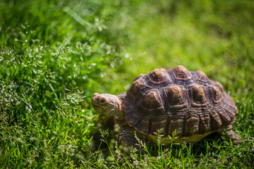tortoise on grass