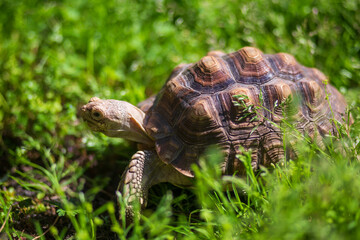 tortoise on the grass