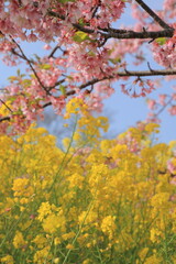 満開の花畑　菜の花と桜