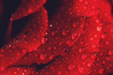 Red rose flower with drops on the petals.