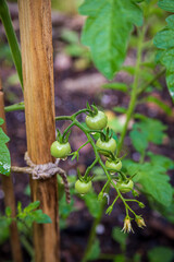 Growing Tomato Bunches