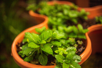 Mint in a pot
