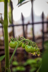 Bunch of Green Baby Tomatoes on a branch