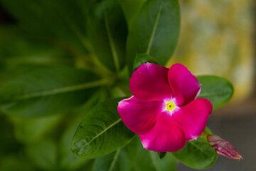 Naklejka premium pequeña morada