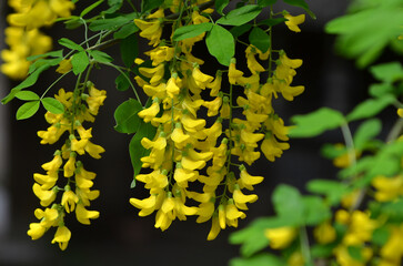 Golden rain tree branches in bloom . Yellow flowers of  Common Laburnum botanical plant . Landscaping or growing trees concept.