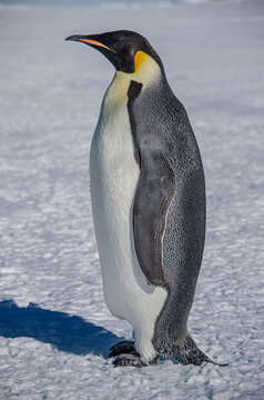 Emperor Penguin Alone on the Antartic Sea Ice