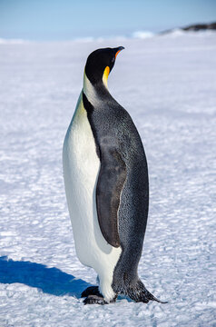 Emperor Penguin Facing Away From Camera 