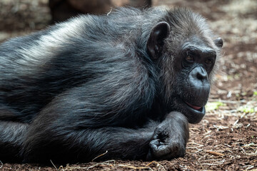 Portrait of the chimpanzee (Pan Troglodytes)