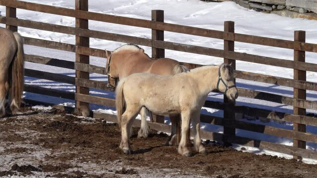 Young male Norwegian horny fjord stallion is flexing his reproduction organ while standing together with other horses inside fence