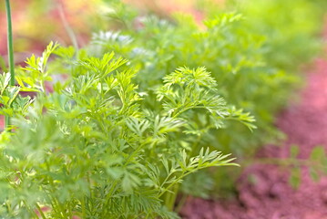 Dill bed close up. Green food background. The concept of vitamins, growing healthy foods on earth. A fresh young corner grows in the garden. selective focus.