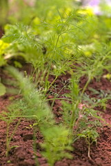 Dill bed close up. Green food background. The concept of vitamins, growing healthy foods on earth. A fresh young corner grows in the garden. selective focus.