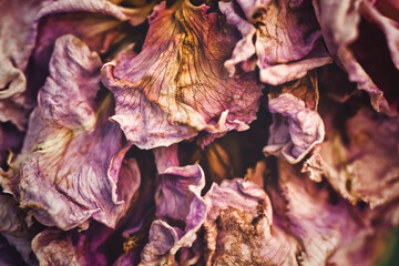 枯れた花びら 背景素材