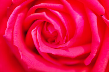 Fototapeta na wymiar 赤い薔薇 背景素材