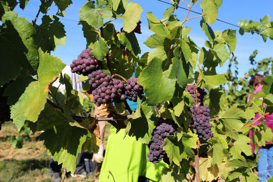 Weinlese: Handlese von blauen Weintrauben